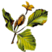 Logo IL Faggio Soc. Coop. Sociale Onlus
