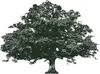 Logo Live Oak Merchant Partners LLC